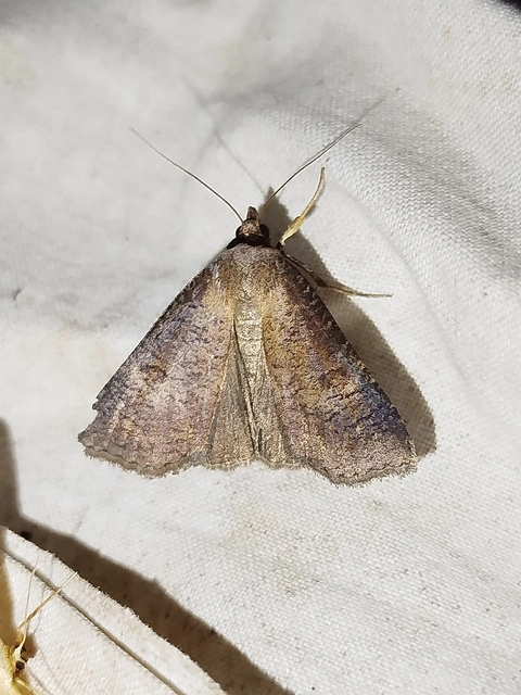 Lygephila procax - fekete csüdfűbagoly