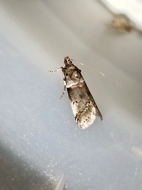 Acrobasis legatea - bengerágó karcsúmoly