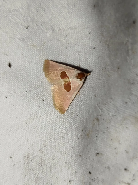 Calymma communimacula - pajzstetűfaló bagoly
