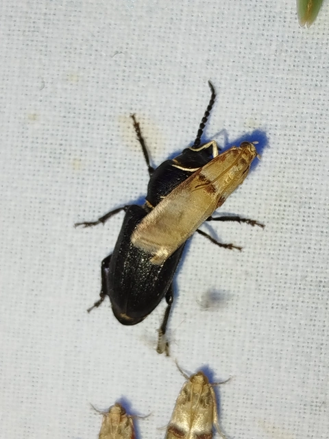 Acrobasis tumidana - bordás karcsúmoly