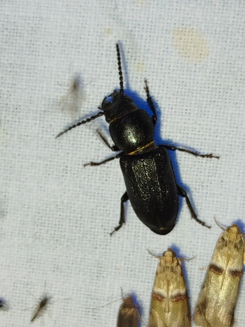 Spondylis buprestoides - erdei félcincér
