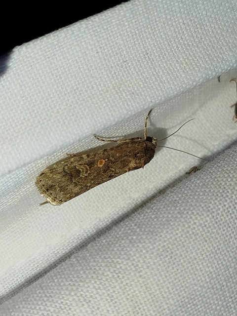 Spodoptera exigua - apró jegyesbagoly