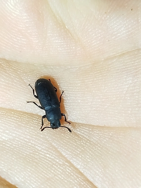 Cryphaeus cornutus - szarvas gyászbogár
