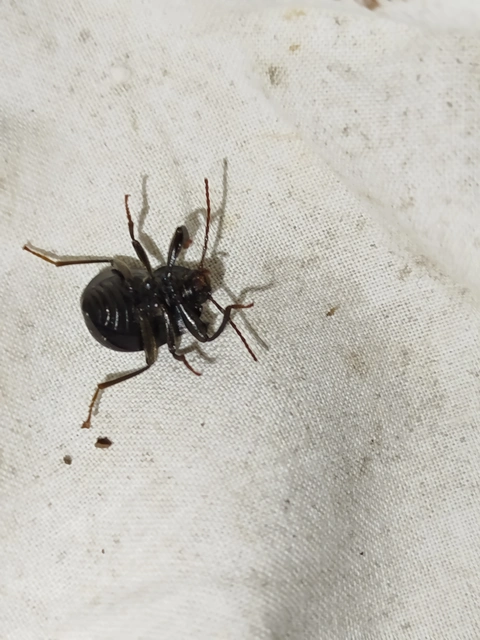 Accanthopus velikensis