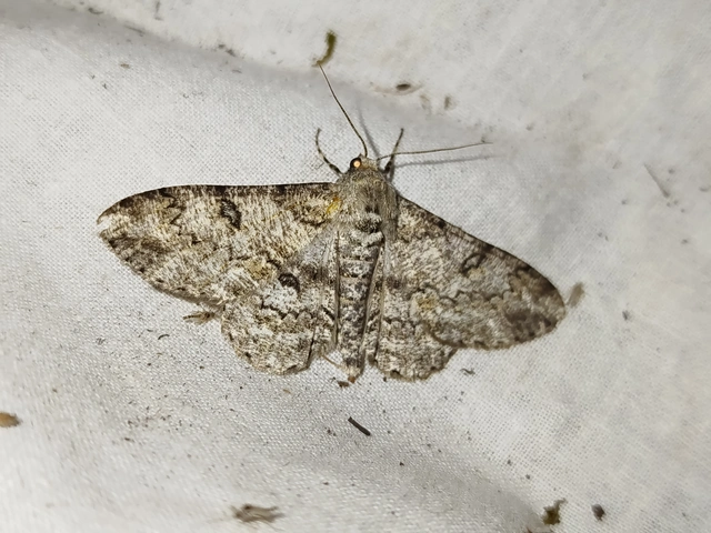 Ascotis selenaria - holdas faaraszoló