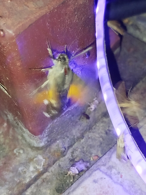 Macroglossum stellatarum - kacsafarkú szender