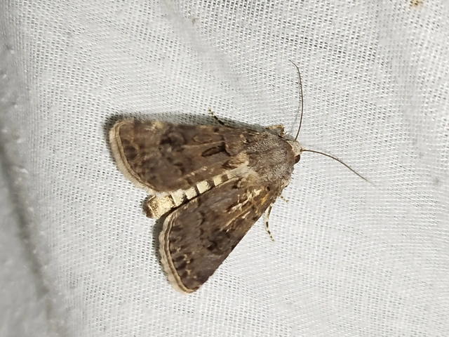 Agrotis bigramma - kétjegyű földibagoly