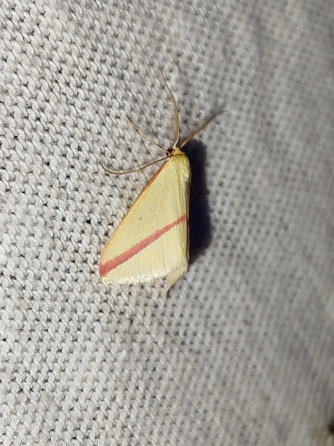 Rhodometra sacraria - rózsacsíkos araszoló