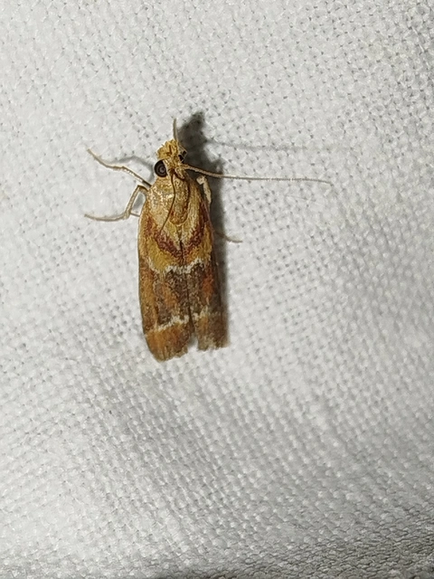 Ancylosis cinnamomella - fahéjszínű karcsúmoly