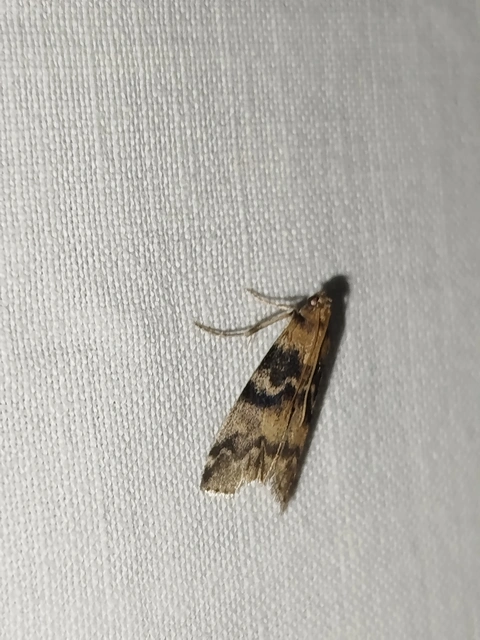 Euzophera pinguis - kőrislakó karcsúmoly