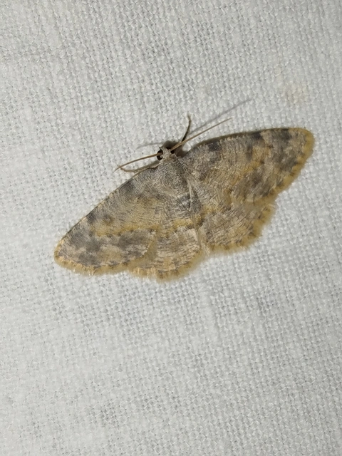 Charissa variegata - tarka sziklaaraszoló