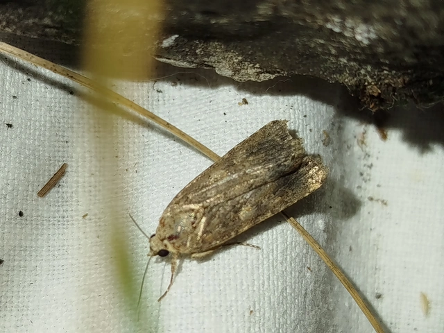 Spodoptera exigua - apró jegyesbagoly