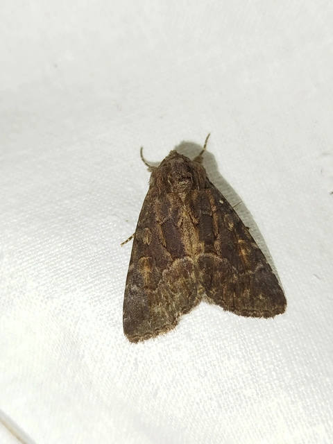 Thalpophila matura - fakó erdeibagoly