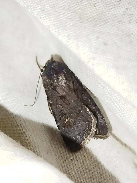 Euxoa nigricans - feketés földibagoly