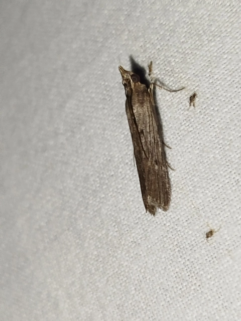 Epischnia prodromella - imolarágó karcsúmoly