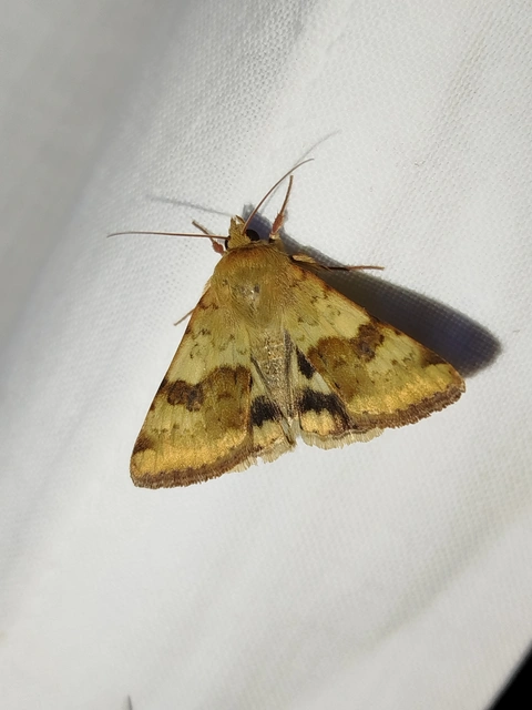Heliothis viriplaca - mácsonyabagoly