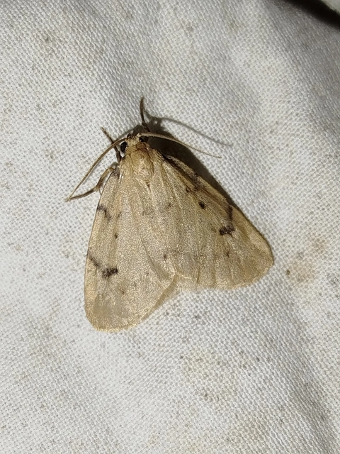 Paidia rica - májmoha-medvelepke