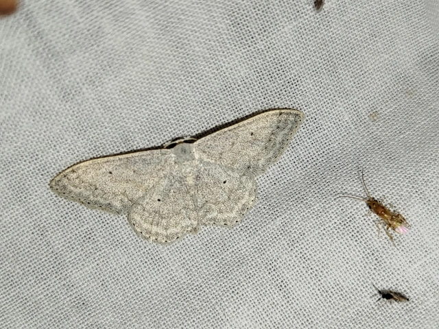 Scopula incanata - hamvas sávosaraszoló