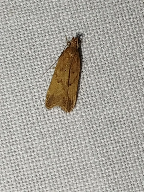Helcystogramma lutatella - nádtippan-lápimoly