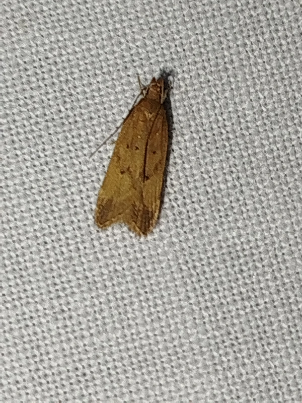 Helcystogramma lutatella - nádtippan-lápimoly