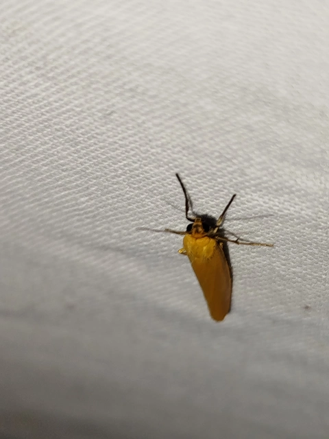 Eilema lutarella - narancsszínű zuzmószövő
