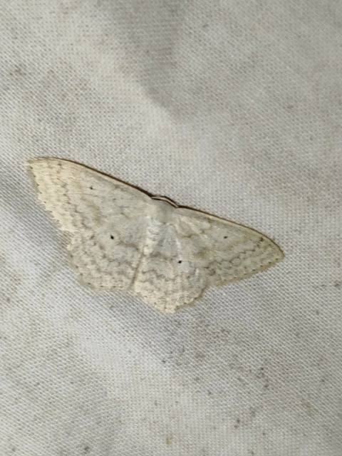 Scopula incanata - hamvas sávosaraszoló