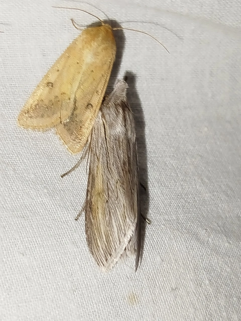 Cucullia umbratica - közönséges csuklyásbagoly