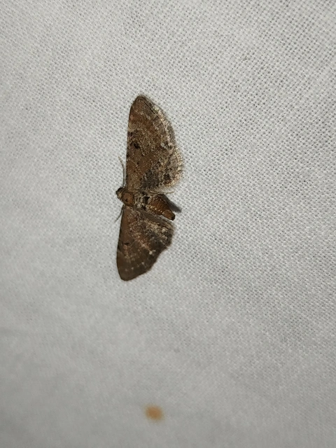Eupithecia absinthiata - üröm-törpearaszoló