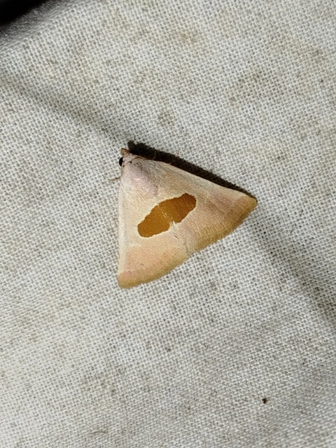 Calymma communimacula - pajzstetűfaló bagoly