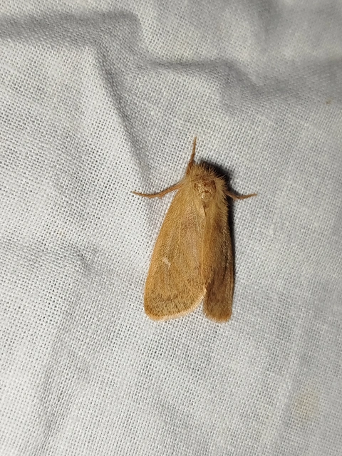 Ocneria rubea - rőt gyapjaslepke