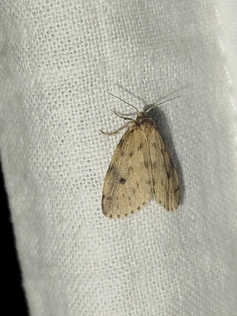 Thumata senex - mocsári medvelepke