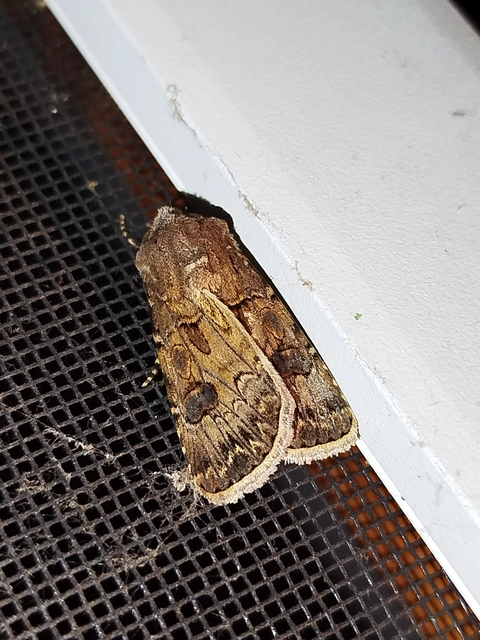 Agrotis bigramma - kétjegyű földibagoly