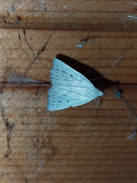 Macrochilo cribrumalis - csontszínű karcsúbagoly