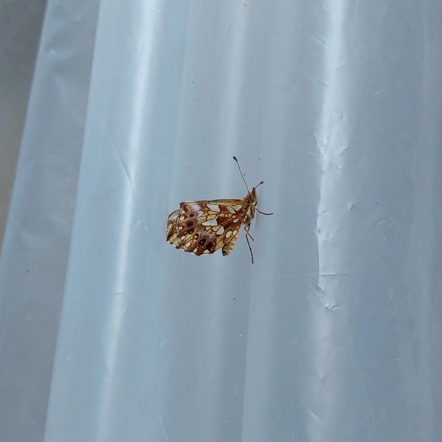 Boloria dia - kis gyöngyházlepke