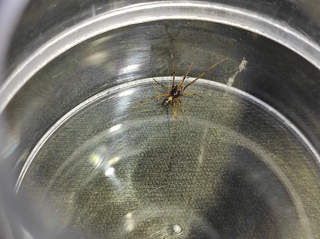 Steatoda triangulosa - háromszöges faggyúpók
