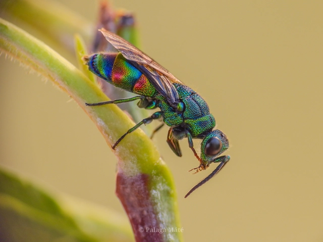 Chrysis equestris