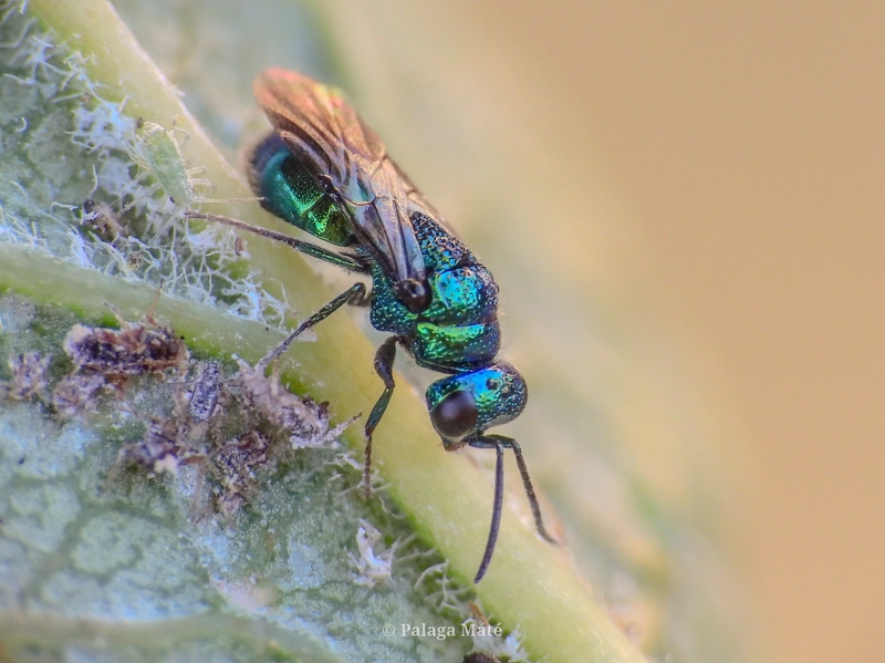 Philoctetes truncatus