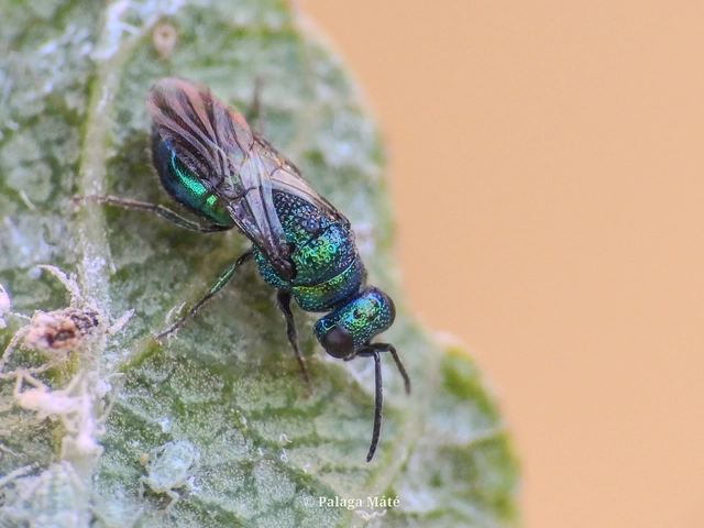 Philoctetes truncatus