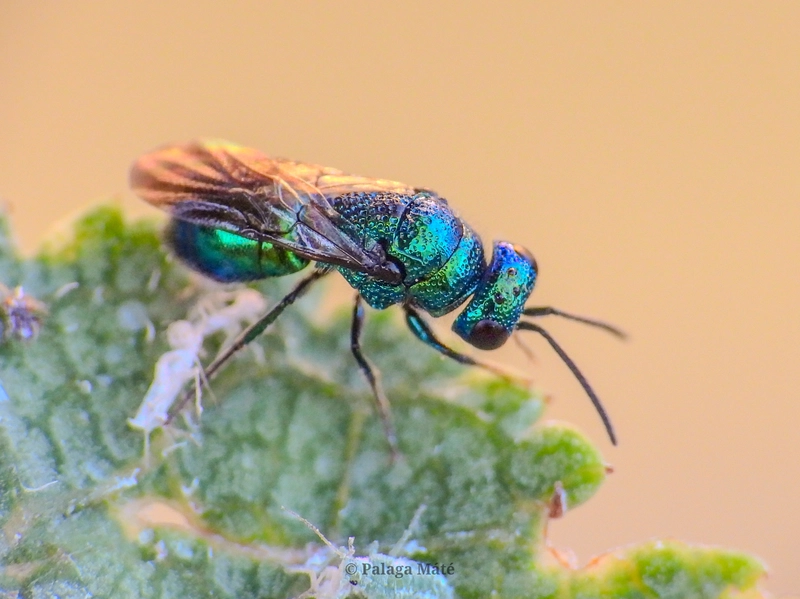 Philoctetes truncatus