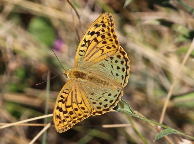 Argynnis pandora - zöldes gyöngyházlepke