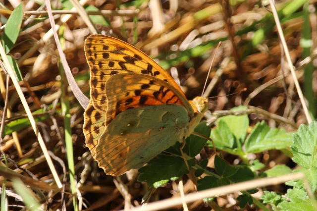 Argynnis pandora - zöldes gyöngyházlepke