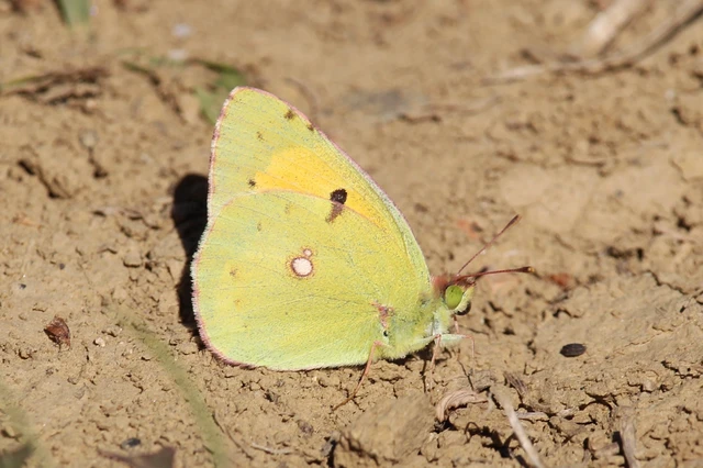 Colias croceus - sáfránylepke