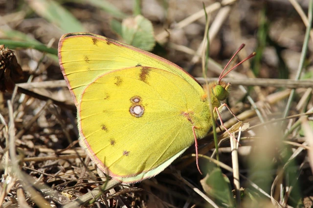 Colias alfacariensis - déli kéneslepke