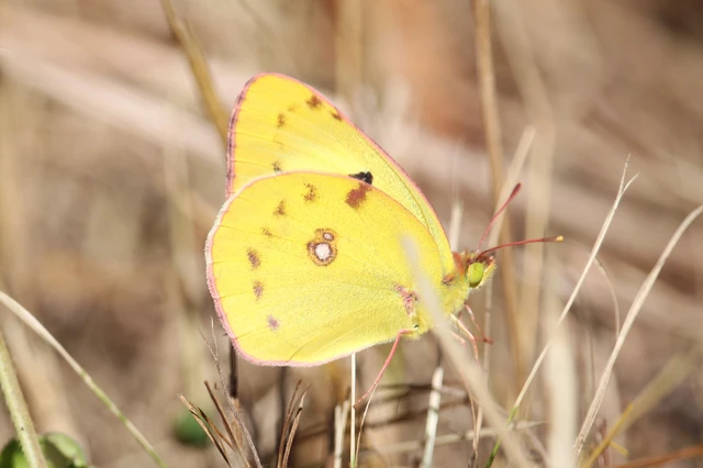 Colias alfacariensis - déli kéneslepke