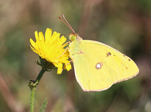 Colias croceus - sáfránylepke