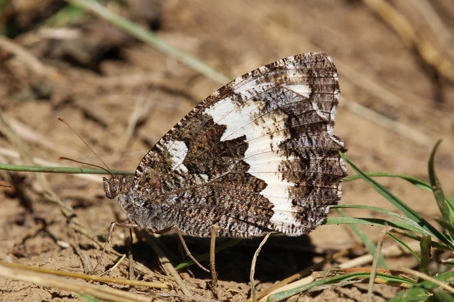 Brintesia circe - fehéröves szemeslepke