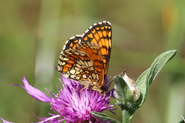 Melitaea aurelia - recés tarkalepke