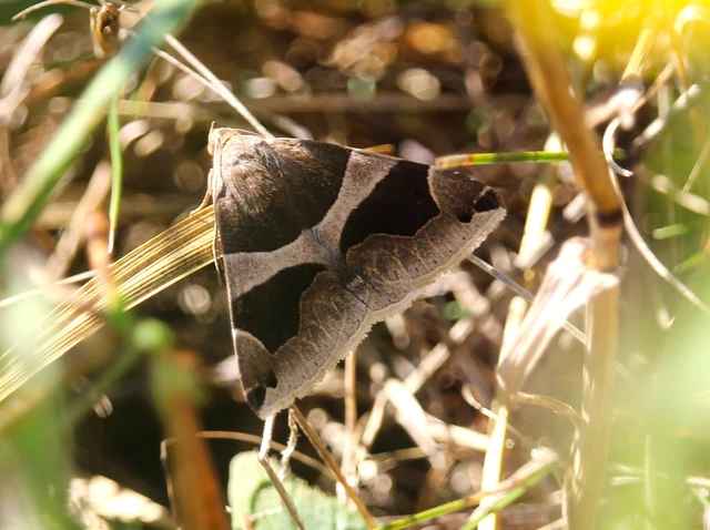 Dysgonia algira - déli porcelánbagoly