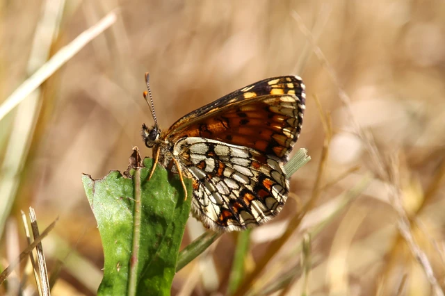 Melitaea athalia - közönséges tarkalepke