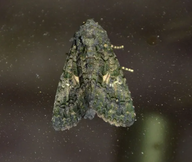 Anophia leucomelas - déli folyófűbagoly